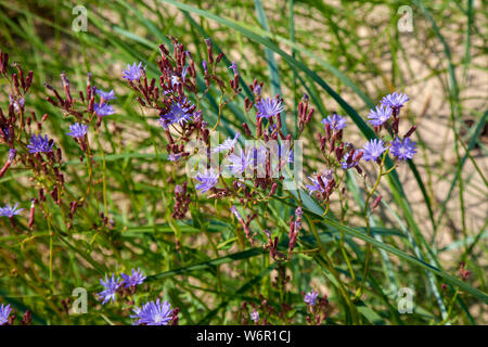 Costa di Jurmala, Lettonia, blu sow thistle e erba marram crescente nella sabbia Foto Stock