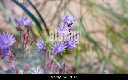 Costa di Jurmala, Lettonia, blu sow thistle e erba marram crescente nella sabbia Foto Stock