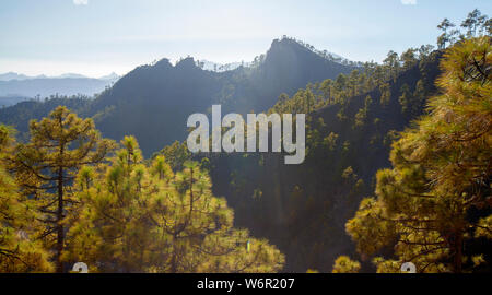 Gran Canaria, Luglio, vista sulla rada foresta di pini del parco naturale di Pilancones, luce del pomeriggio Foto Stock