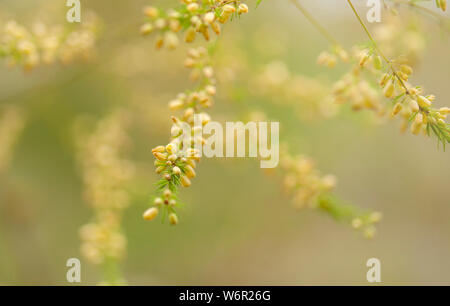 La flora di Gran Canaria - asparagi di fioritura scoparius naturale sfondo floreale Foto Stock