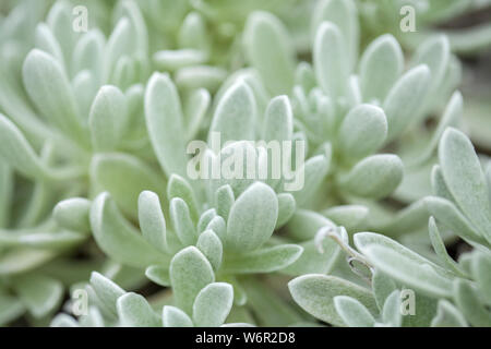 La flora di Lanzarote - Helichrysum gossypinum, lana cotone eterna, specie vulnerabili Foto Stock