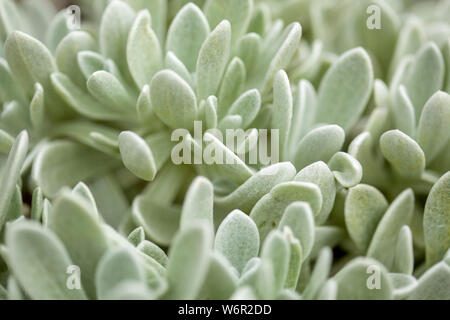 La flora di Lanzarote - Helichrysum gossypinum, lana cotone eterna, specie vulnerabili Foto Stock