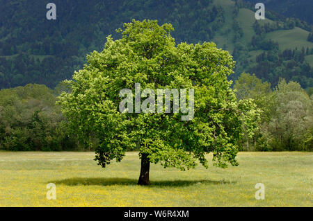 Unico albero di tiglio in prato a molla Foto Stock