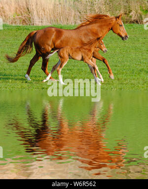 Madre mare con puledro in galoppo sincrono Foto Stock