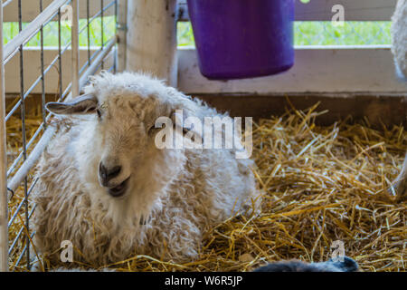 Bella pelliccia bianca pecore, Ovis aries, in una penna al County Fair Foto Stock