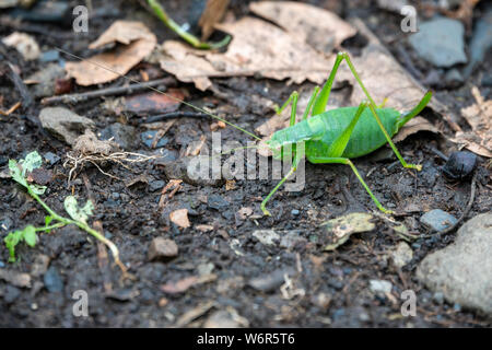 Una grande Cavalletta verde siede sulla terra. Decticus verrucivorus Foto Stock