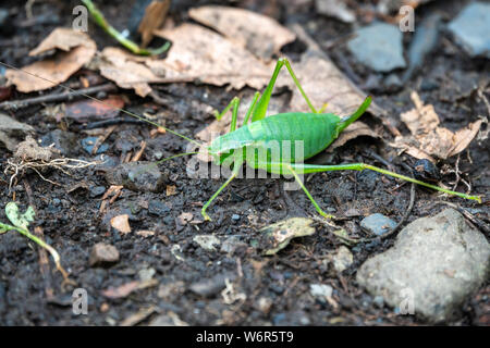 Una grande Cavalletta verde siede sulla terra. Decticus verrucivorus Foto Stock