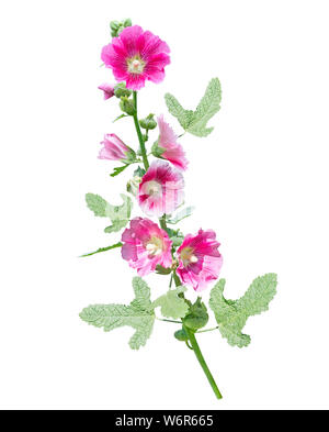 Rosa fiore hollyhock isolati su sfondo bianco Foto Stock