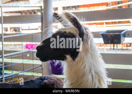 LLama, Lama glama, con pelliccia bianca e volto scuro in penna a County Fair Foto Stock