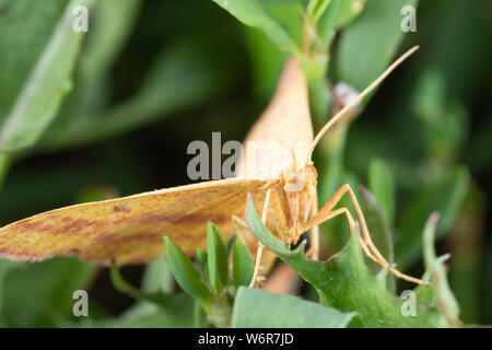 Un grazioso piccolo geometra Chickweed Moth - Haematopis grataria in erba Foto Stock