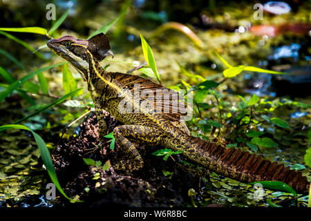 Basiliscus, comunemente noto come il Gesù Cristo lizard immagine presa in Panama Foto Stock