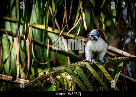 Geoffroy's tamarin (Saguinus geoffroyi), noto anche come il panamense, rosso-crested o rufous-naped tamari Foto Stock