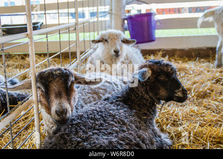 Trio di pelo Pecore, Ovis aries, in una penna al County Fair Foto Stock