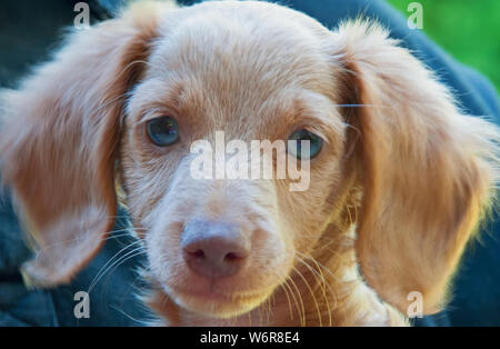 Fotografia di una bionda, blue-eyed, longhair bassotto cucciolo. Foto Stock