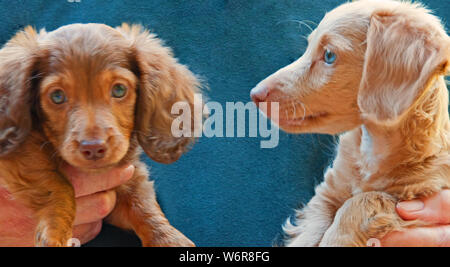 Fotografia di un cioccolato, green-eyed, longhair bassotto cucciolo e una bionda, blue-eyed bassotto cucciolo. Uno è guardando la telecamera e uno non lo è. Foto Stock