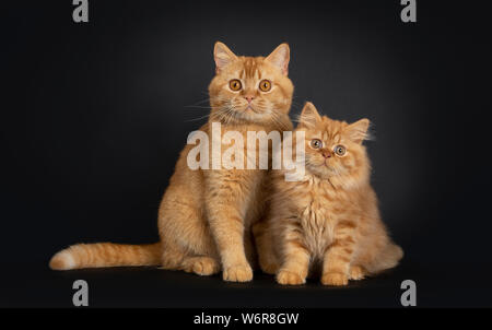 Lanuginoso rosso British Longhair Cat gattino, seduto accanto a red adulto Shorthair. Guardando la telecamera con occhi arancio. Isolato su sfondo nero. Foto Stock