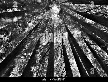 Verso l'alto angolo di Redwood alberi in bianco e nero Foto Stock