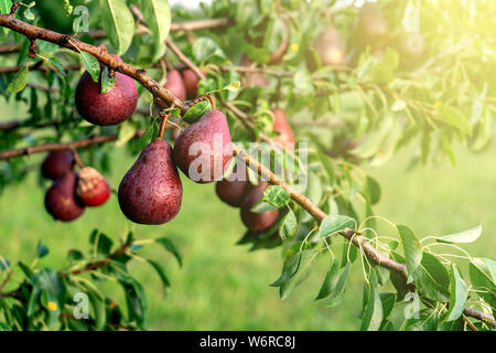 Close up di ripe rosso Pere Williams sull'albero in un boschetto fruot giardino con molte pere in background, tutti pronti per essere raccolti in tarda estate Foto Stock