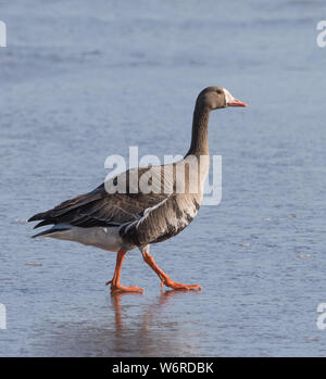 Bianco-fronteggiata o Speckle-Oca pancia Foto Stock