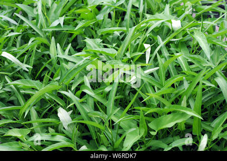 Ipomoea Aquatica alberi in giardino Foto Stock