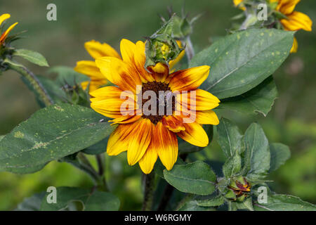 Bumble Bee sui semi di girasole Foto Stock