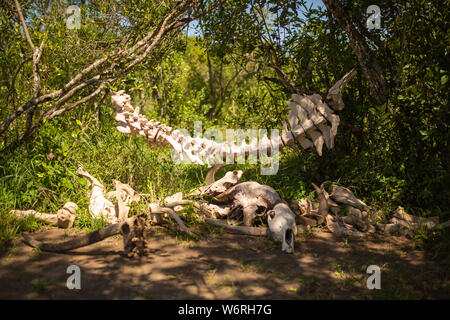 Fotografia a colori di grandi animali la colonna vertebrale è appeso tra due alberi al di sopra di raccolta di teschi, preso sul Ol Pejeta conservancy, Kenya. Foto Stock