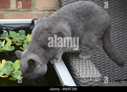 Gatto in giardino Foto Stock