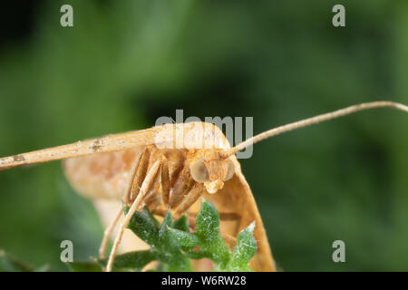 Foto macro di un geometra chickweed moth; questi sono divertenti per fotografare in quanto essi flutter lontano ogni volta che mi avvicino; una volta in un po' di tempo restano per un p Foto Stock