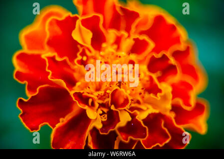 In prossimità dei bellissimi tagete o Tagetes erecta, messicano, azteca o africano calendula nel giardino. Macro di tagete nel letto di fiori giornata di sole. Foto Stock