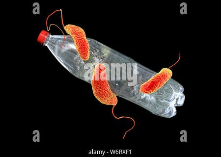 Computer illustrazione di Ideonella sakaiensis batteri degradare una bottiglia di plastica. I. sakaiensis fu scoperto nel 2016 nei sedimenti in prossimità di una bottiglia di plastica per strutture di riciclaggio in Giappone. È in grado di utilizzare la plastica di polietilene tereftalato (PET) come sua fonte primaria di energia. Per fare in modo che utilizza due enzimi, PET idrolasi (PETase) e MHET idrolasi (MHETase), per convertire il PET di acido tereftalico (TPA) e glicole etilenico. Foto Stock