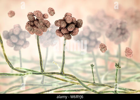 Stachybotrys sp. a frutto di struttura con spore, illustrazione del computer. Spesso noto come stampo tossici (nero stampo). Alcuni ceppi di questo fungo (S. atra, S. chartarum e S. alternanza) sono sinonimo. Questo fungo può produrre una micotossina trichothecene Satratoxin (H) che è un tossico per inalazione. Le tossine sono presenti sulle spore fungine. Le tossine prodotte da questo fungo consente di sopprimere il sistema immunitario che colpisce il tessuto linfoide e del midollo osseo. Le spore morirà subito dopo il rilascio ma i morti le spore sono ancora allergenico e tossicogeni. Foto Stock