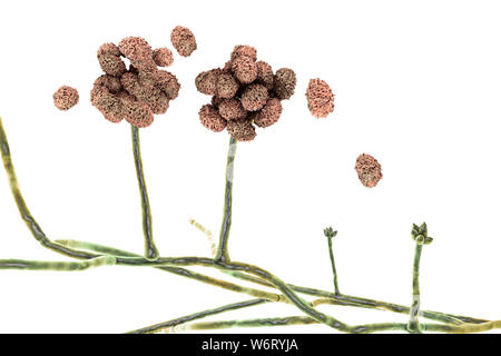 Stachybotrys sp. a frutto di struttura con spore, illustrazione del computer. Spesso noto come stampo tossici (nero stampo). Alcuni ceppi di questo fungo (S. atra, S. chartarum e S. alternanza) sono sinonimo. Questo fungo può produrre una micotossina trichothecene Satratoxin (H) che è un tossico per inalazione. Le tossine sono presenti sulle spore fungine. Le tossine prodotte da questo fungo consente di sopprimere il sistema immunitario che colpisce il tessuto linfoide e del midollo osseo. Le spore morirà subito dopo il rilascio ma i morti le spore sono ancora allergenico e tossicogeni. Foto Stock