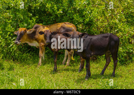 Tre African Nguni tori sul pascolo. Girato in Vergelegen area immobiliare, Ottentotti Holland Mountains, vicino a Somerset West, Western Cape, Sud Africa. Foto Stock