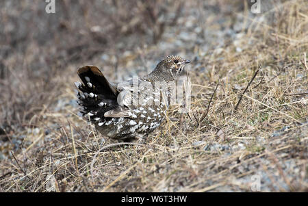 Spruce Grouse in Alaska Foto Stock