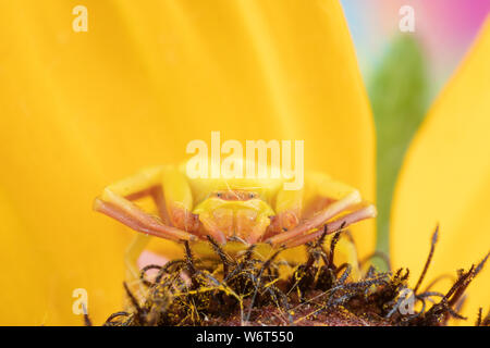 Foto macro di un ragno granchio thomasade su un black-eyed-susan Foto Stock