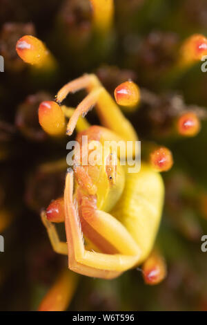 Foto macro di un ragno granchio thomasade su un black-eyed-susan Foto Stock