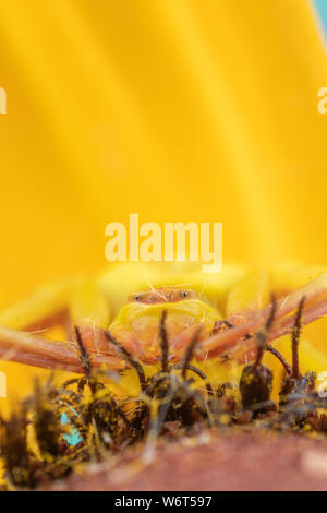 Foto macro di un ragno granchio thomasade su un black-eyed-susan Foto Stock