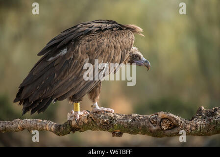 Avvoltoio nero Aegypius monachus Foto Stock