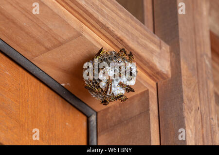 Vespe sul nido di carta appeso sulla porta di legno telaio della casa Foto Stock