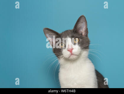 Ritratto di un bianco e grigio gattino con gli occhi gialli guardando intensamente al visualizzatore. Sfondo blu. Foto Stock