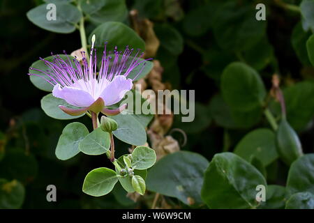 Delicato cappero pianta fiore con petali di colore bianco e stame e pistilli di porpora su sfondo verde di gemme e foglie. Capparis spinosa, Flinders rose Foto Stock