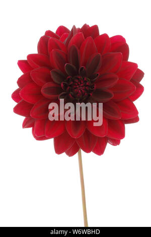 Decorativo rosso Fiore Dahlia Fiore isolato su bianco con tracciato di ritaglio Foto Stock