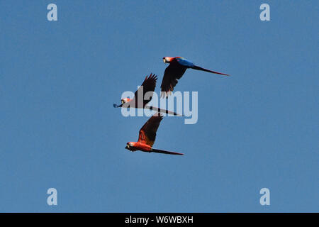 Scarlet Macaws (Ara macao) in volo, fiume Tambopata, Amazzonia peruviana Foto Stock