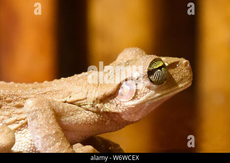 Hyla raganella in un lodge sul fiume Tambopata, Amazzonia peruviana Foto Stock