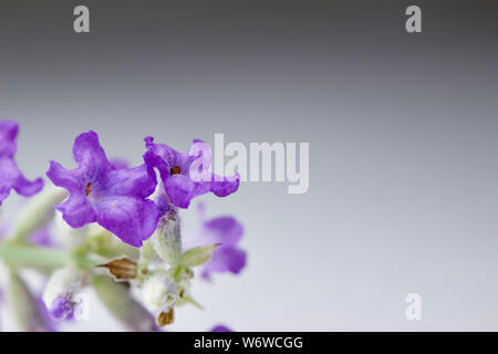 Vista macro di un ciuffo di minuscoli erbe Lavanda fiori Foto Stock