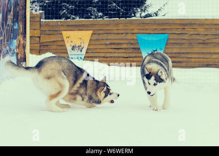 I cani a giocare nella neve. Siberian Husky cani hanno divertimento combattendo e mordere a piedi. Gioco e comunicazione sulla strada di due cani Foto Stock