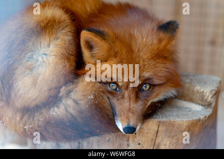 Red Fox giacente sotto l'albero. Foto Stock