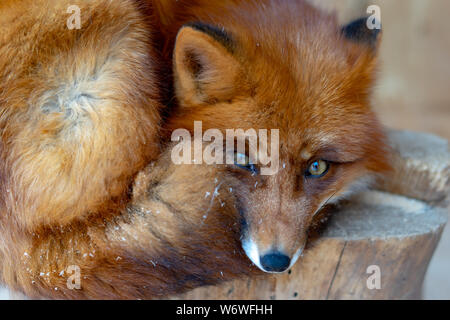 Red Fox giacente sotto l'albero. Foto Stock