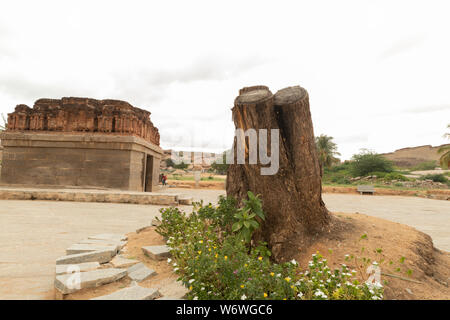 Taglio dettagliata albero abbattuto cortecce e radici in stretta fino a Hampi, India. Foto Stock