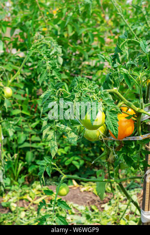 Acerbi pomodori verdi in crescita nel giardino. I pomodori di serra con frutti di colore verde. Pomodori verdi su un ramo. Foto Stock